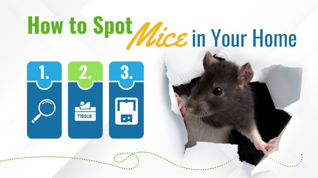 A lot white graphic with an image of a grey and white mouse breaking out of the page, reading "How to spot mice in your home."